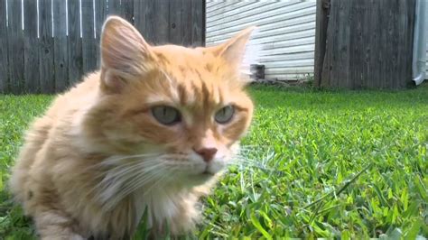 Cute Kitty Cat In The Grass Sabrina The Cat Is So Cute Youtube