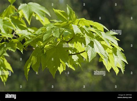 Sycamore Maple Acer Pseudoplatanus Stock Photo Alamy