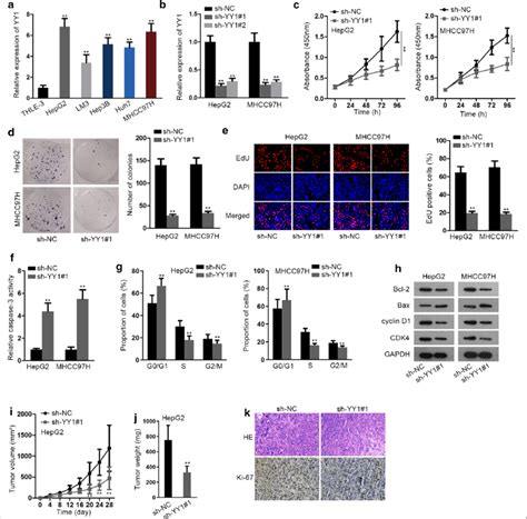 Yy1 Is Upregulated In Hcc And Facilitates Hcc Tumor Growth A Yy1