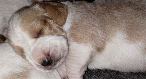 Basset Hound Puppies For Sale In Kentucky