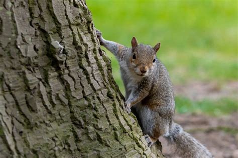 Ground Squirrel Vs Tree Squirrel A Complete Guide To Identifying And