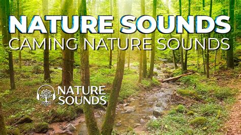 Nature Sounds Forest Sounds Water Sounds Relaxing Water Caming Nature