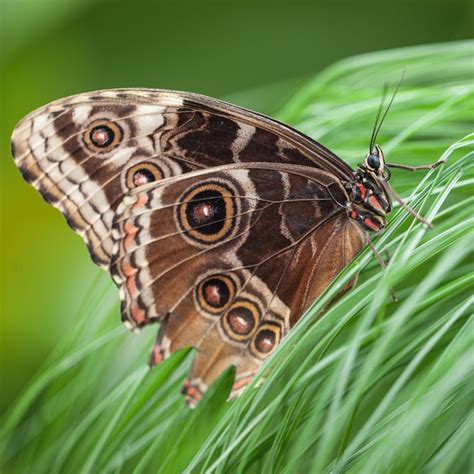 Borboleta Inseto Relva Foto Gratuita No Pixabay Pixabay