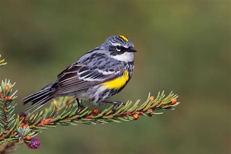 Yellow-rumped Warbler: Cole’s February Bird of the Month - Cole's Wild ...