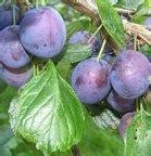 Buy Dwarf Plum Trees Online | CRJ Fruit Trees Nursery UK