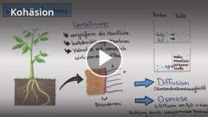 Koh Sion Und Adh Sion Definition Zusammenfassung Easy Schule