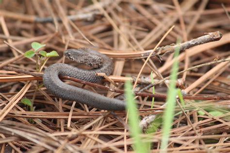 Mexican Brown Snake From Xalisco Nay M Xico On July At