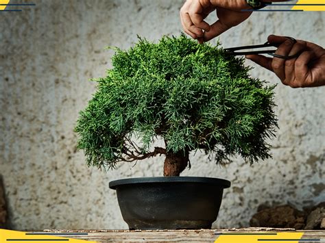 How To Grow A Bonsai Tree Either Way Imperial Bonsai