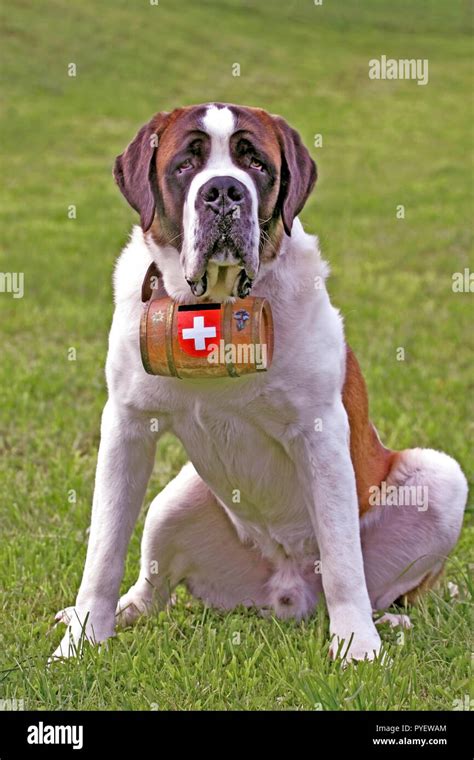 Saint Bernards Sitting Hi Res Stock Photography And Images Alamy