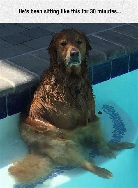 Dog Just Chillin In The Pool Funny Animal Pictures Funny Animal