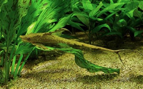 15 Types Of Freshwater Aquarium Catfish Species