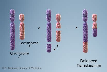 human biology - How can a chromosome translocation in somatic cells ...