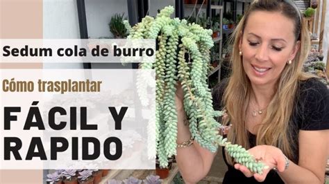 Descubre Los Sorprendentes Beneficios De La Colita De Burro Una Planta