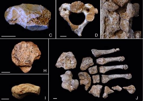 Los Restos F Siles Neandertales De El Sidr N Optan Al Premio Nacional