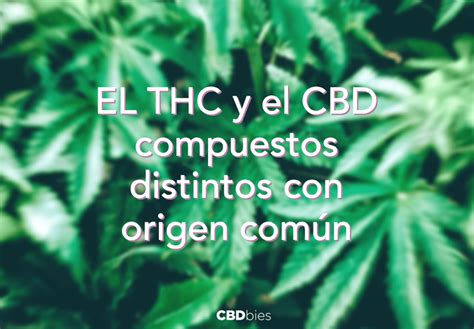 5 Hechos Que Marcan La Diferencia Entre Cbd Y Thc Cbdbies