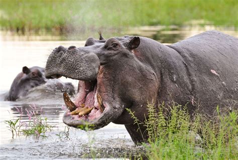 Hippopotamus - Pygmy, Endangered, Nocturnal | Britannica