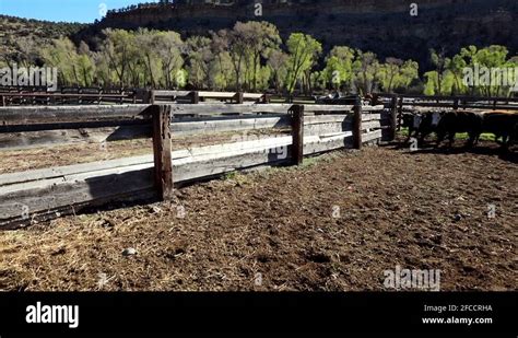 Cowboys branding cattle Stock Videos & Footage - HD and 4K Video Clips ...