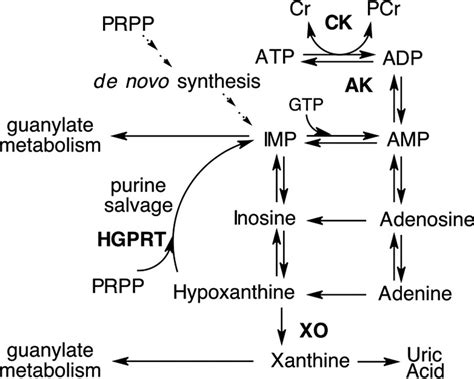 Representation Of The Adenylate Metabolic Pathway Download Scientific Diagram