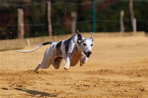 Is A Whippet Faster Than A Greyhound? - Finally, The Answer