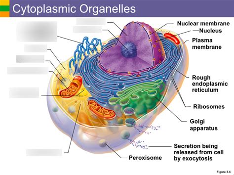 CYTOPLASMIC ORGANELLES LEFT Diagram Quizlet