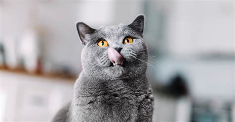 fungsi kumis  kucing sheba indonesia