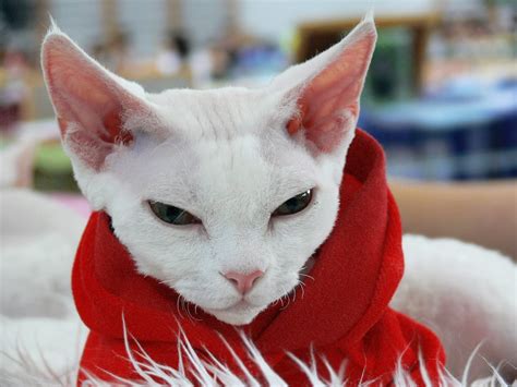 Galer A De Im Genes Raza De Gatos Devon Rex