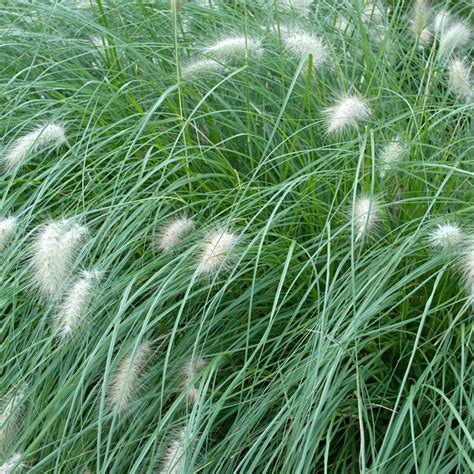 Pennisetum Alopecuroides Piglet Herbe Aux Couvillons Naine