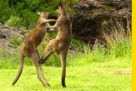 Kangaroo Fight Meme Generator - Imgflip