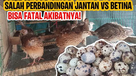 Perbandingan Jantan Dan Betina Puyuh Petelur Untuk Di Tetaskan Juragan