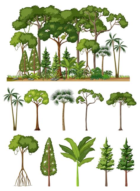 Rainforest Tree Diagram