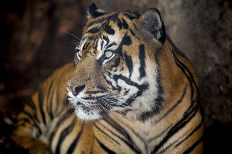 288 Sumatran Tiger Roar Stock Photos - Free & Royalty-Free Stock Photos ...