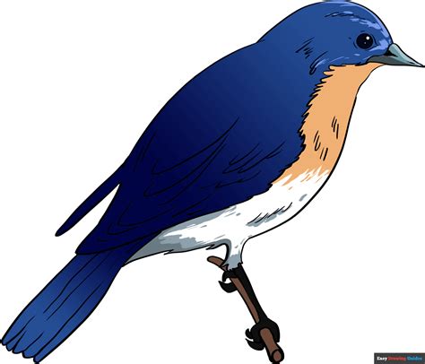 How To Draw A Blue Jay Step By Step Easy Drawing Guides Drawing