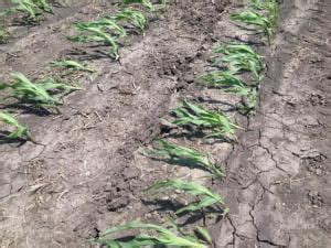 Is Your Corn Leaning Knox County Agricultural News