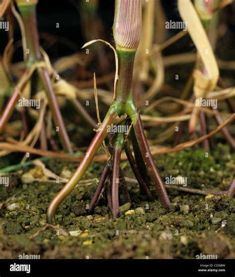 Itchgrass Rottboellia Cochinchinensis Culm Extendido Por Encima Del Nivel Del Suelo Fotografía