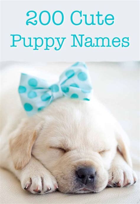 Cute Puppy Names - Over 200 Adorable Ideas For Naming Your Dog in 2020 ...