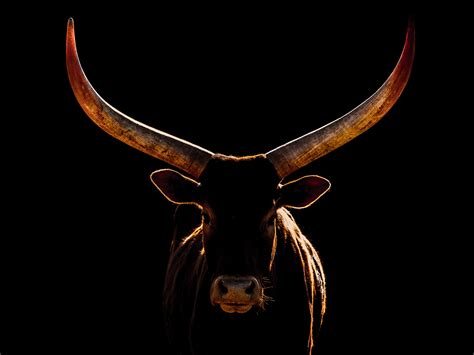 Ankole-Watusi - Backlit Portrait | George Wheelhouse Fine Art Nature ...