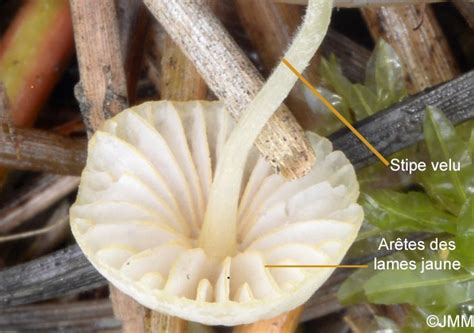 Mycena Citrinomarginata