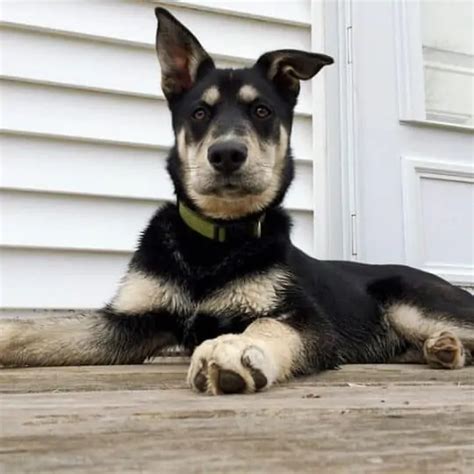 The Doberman Husky Mix: Health, Behavior And More