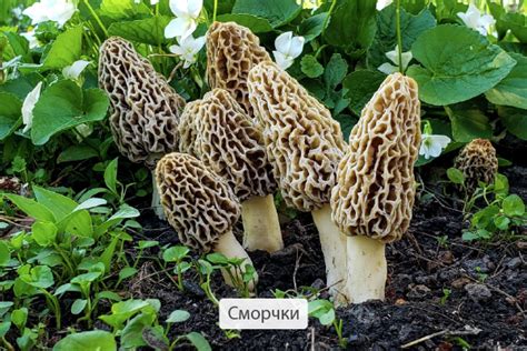 Царство грибов (3 класс)