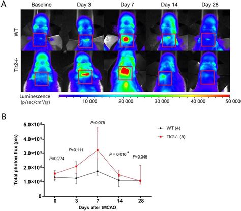 A Representative Images Of Bioluminescence Signal Imaging Using