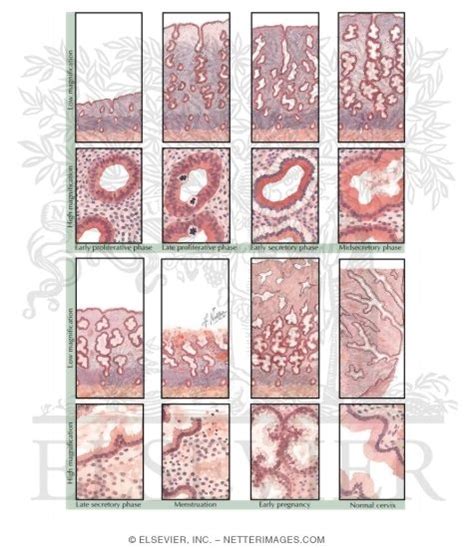 Endometrial Cycle