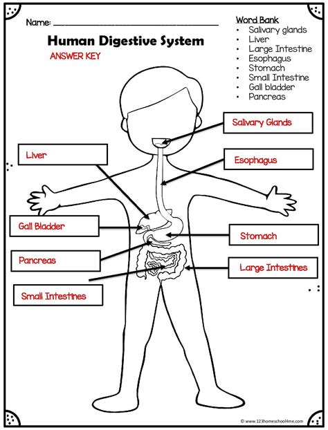 Digestive System Diagram For Kids Project Digestive System W