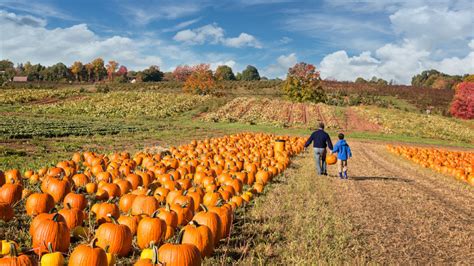 7 Fun Fall Activities To Try w/ The Family