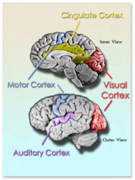 The Cingulate Cortex Does Everything - Neatorama