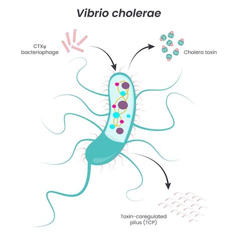 Premium Vector | Vibrio cholerae vector diagram