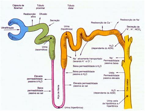 Nefrona Caracteristicas Partes Funciones Tipos E Histologia Fisiologia