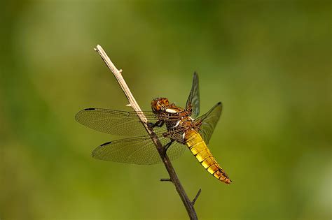 Libellula Depressa Fêmea Female Brito Guimarães 24 Flickr