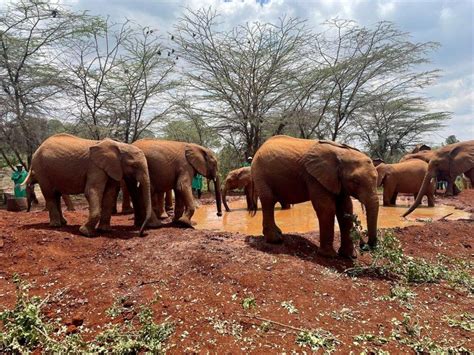 Nairobi Nairobi National Park And Elephant Orphanage Tour GetYourGuide