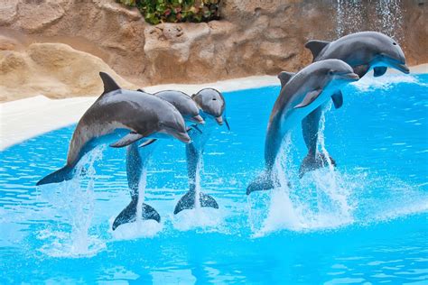 Banco De ImÁgenes Gratis Delfines Saltando En El Agua Azul Dolphins