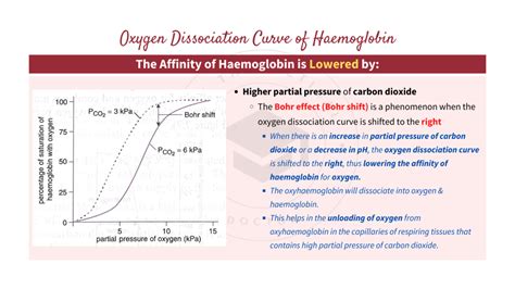 Oxygen Dissociation Curves Of Haemoglobin Myoglobin And Foetal